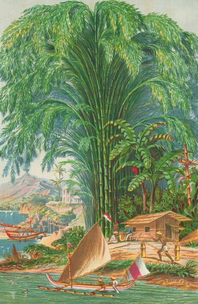 Bambú de English School